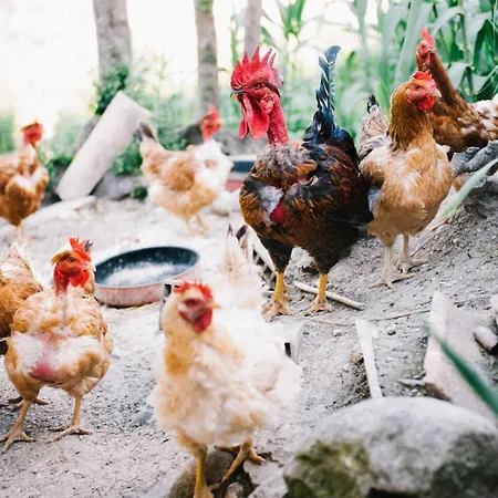 Casa Contadina Nel Ai Piedi Della Majella - Agricasa Caprafico Alloggio in famiglia