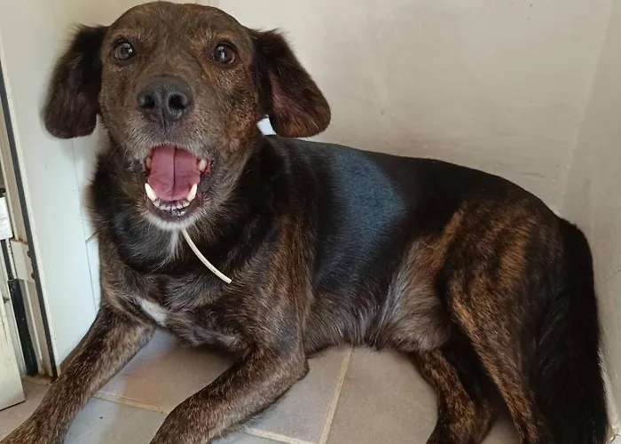 Casa Contadina Nel Ai Piedi Della Majella - Agricasa Caprafico